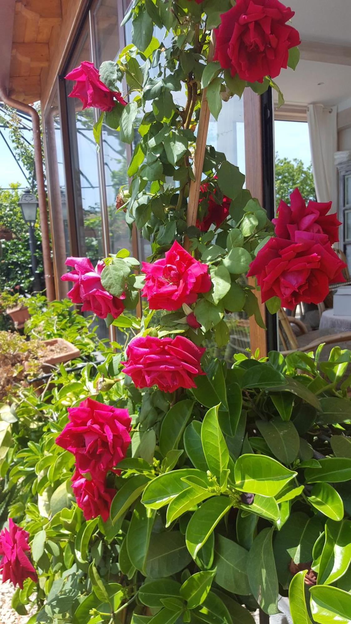 Il Giardino Segreto B&B Trappitello Esterno foto